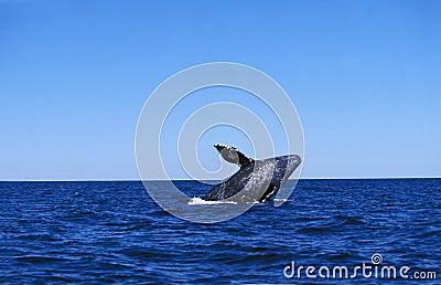 BALEINE GRISE eschrichtius robustus Stock Photo