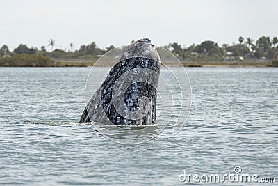 Grey whale mother nose going up Stock Photo