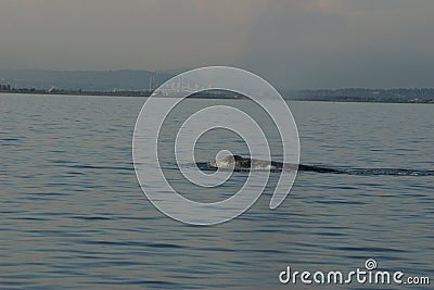 Grey Whale off Vancouver British Columbia Stock Photo