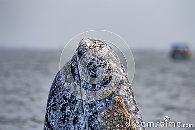 Grey whale spy hopping near whalewatching boat in magdalena bay baja california Stock Photo