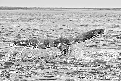 Grey whale tail going down in ocean Stock Photo