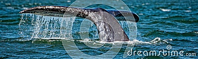 Grey whale tail going down in ocean at sunset Stock Photo