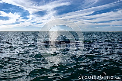 Grey Whales Eschrichtius robustus in their winter birthing lagoon at Adolfo Lopez Mateos in Baja California Stock Photo