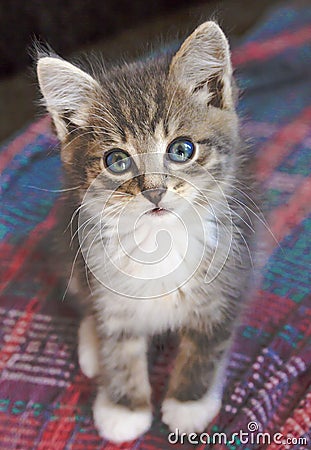 Grey-white blue-eyed kitten quietly sits and stares directly into the camera Stock Photo