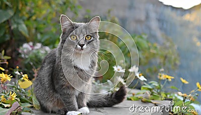 Grey and white cat itting in front of white background Stock Photo
