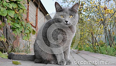 Grey and white cat itting in front of white background Stock Photo