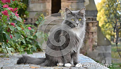 Grey and white cat itting in front of white background Stock Photo