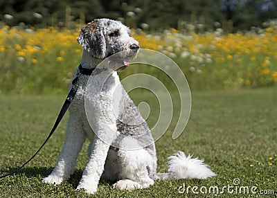 Grey and White Dog on leash in park Stock Photo