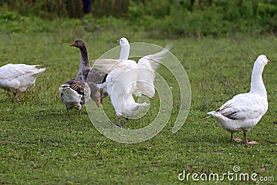Grey and white domestic gooses on the green grass Stock Photo