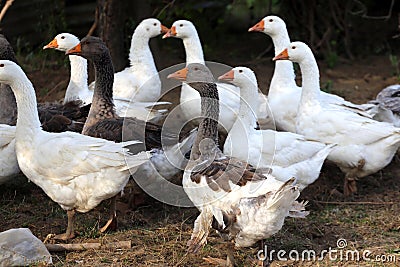 Grey and white domestic gooses on poultry farm Stock Photo