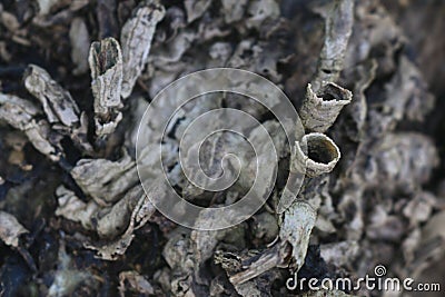 Grey white dried parts of a tree in full frame Stock Photo