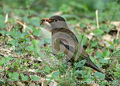 Grey winged black bird female Stock Photo