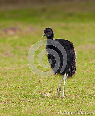 Grey-winged Trumpeter Stock Photo