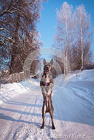Grey winter thai ridgeback in wild forest on the road Stock Photo