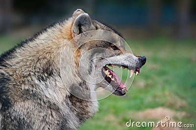 Grey wolf (Canis lupus) Stock Photo