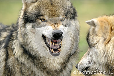 Grey Wolf ( Canis lupus ) Stock Photo