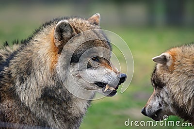 Grey wolf (Canis lupus) Stock Photo