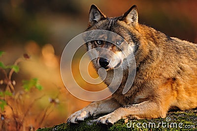 Grey wolf (Canis lupus) Stock Photo