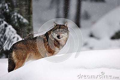 Grey wolf (Canis lupus) Stock Photo