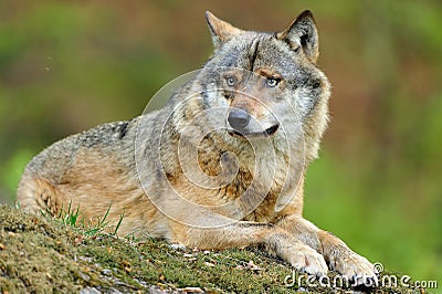 Grey Wolf (Canis lupus) Stock Photo