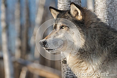 Grey Wolf Canis lupus Alert Profile Left Stock Photo