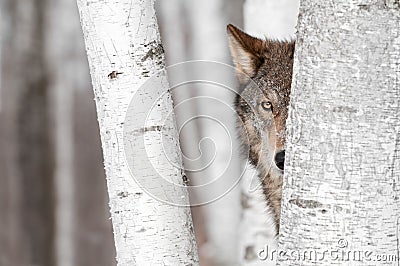 Grey Wolf (Canis lupus) Behind Tree Stock Photo