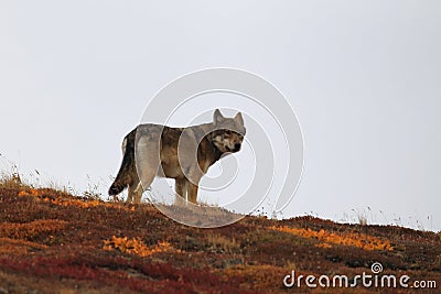Grey Wolf (Canis lupus) , Denali National Park, Alaska,USA Stock Photo