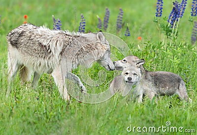 Grey Wolf Canis lupus Greets Pups Stock Photo