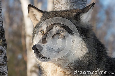 Grey Wolf Canis lupus Head One Ear Back Stock Photo