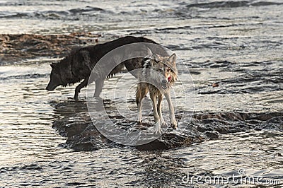 Grey Wolf Canis lupus Licks Chops in River Stock Photo