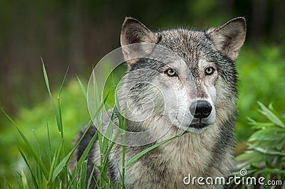 Grey Wolf Canis lupus Looks Out Head Right Stock Photo