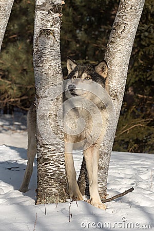 Grey Wolf Canis lupus Looks Up Between Trees Stock Photo