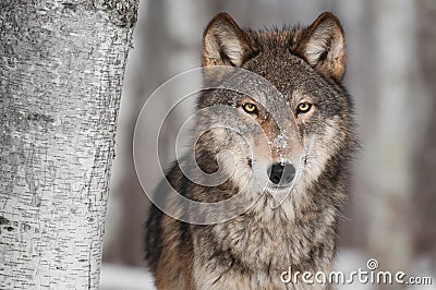 Grey Wolf (Canis lupus) Next to Birch Tree Stock Photo