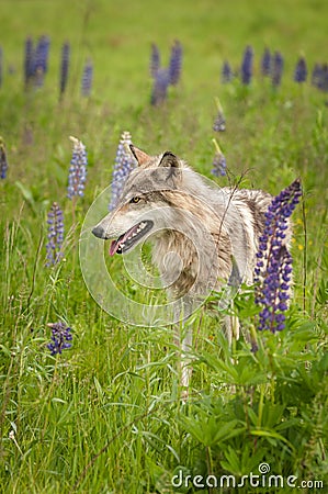Grey Wolf Canis lupus Pants Stock Photo