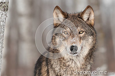 Grey Wolf (Canis lupus) Portrait Stock Photo