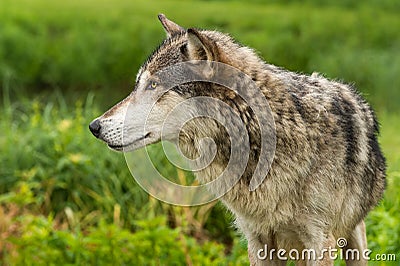 Grey Wolf Canis lupus Profile Left Stock Photo