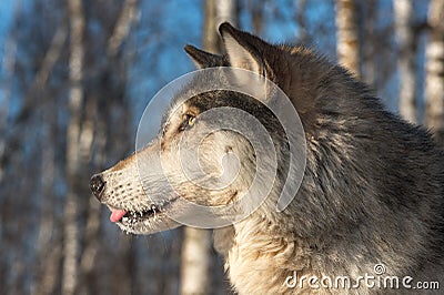 Grey Wolf Canis lupus Profile Tongue Out Stock Photo