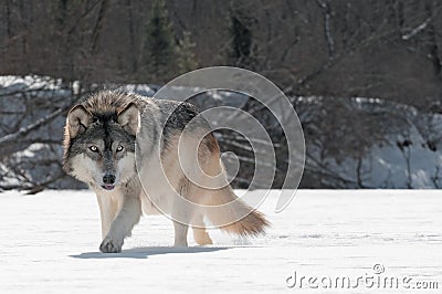 Grey Wolf (Canis lupus) Prowls on Riverbed Stock Photo