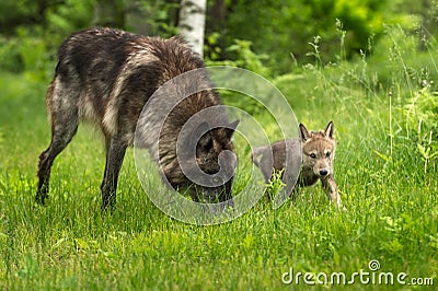 Grey Wolf Canis lupus With Pup Stock Photo