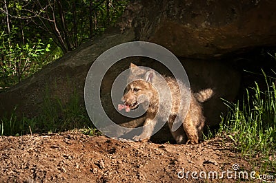 Grey Wolf Canis lupus Pup Emerges From Den With Meat Stock Photo