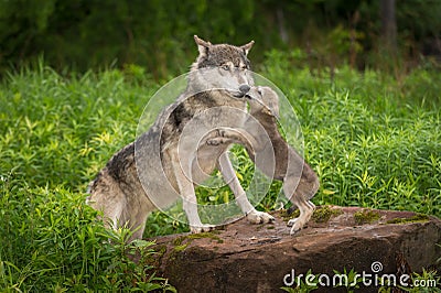 Grey Wolf Canis lupus Pup Jumps Up on Adult Stock Photo