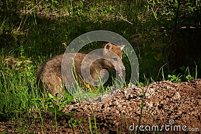 Grey Wolf Canis lupus Pup With Piece of Meat Stock Photo