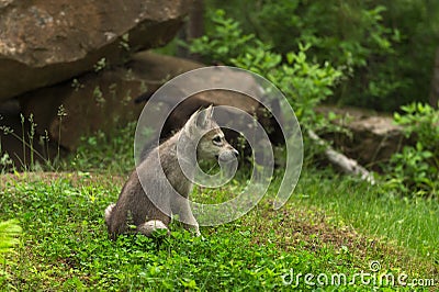 Grey Wolf Canis lupus Pup Sits Near Den Stock Photo