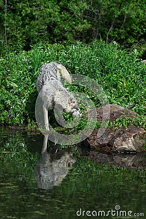 Grey Wolf Canis lupus and Pup Touch Noses Behind Rock Reflection Summer Stock Photo