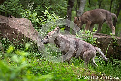 Grey Wolf Canis lupus Pup Walks Left Stock Photo