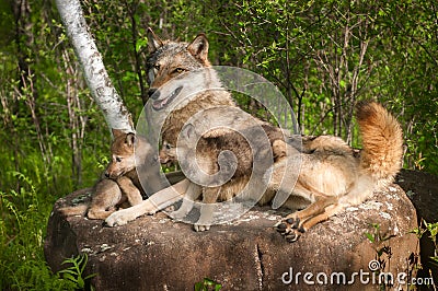 Grey Wolf (Canis lupus) and Pups Lie on Rock Together Stock Photo