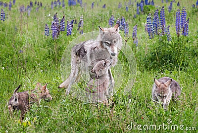 Grey Wolf Canis lupus and Pups in Lupin Stock Photo