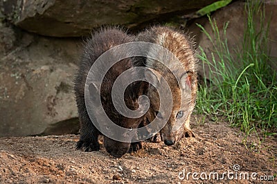 Grey Wolf Canis lupus Pups Noses Down Stock Photo