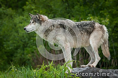 Grey Wolf Canis lupus On Rock to Left Stock Photo