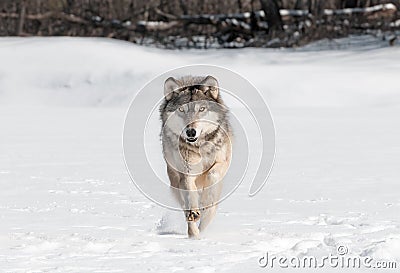 Grey Wolf (Canis lupus) Runs Directly at Viewer Stock Photo